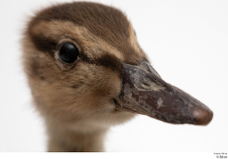 Wild duck Anas platyrhynchos beak head 0001.jpg